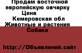 Продам восточной европейскую овчарку › Цена ­ 5 000 - Кемеровская обл. Животные и растения » Собаки   